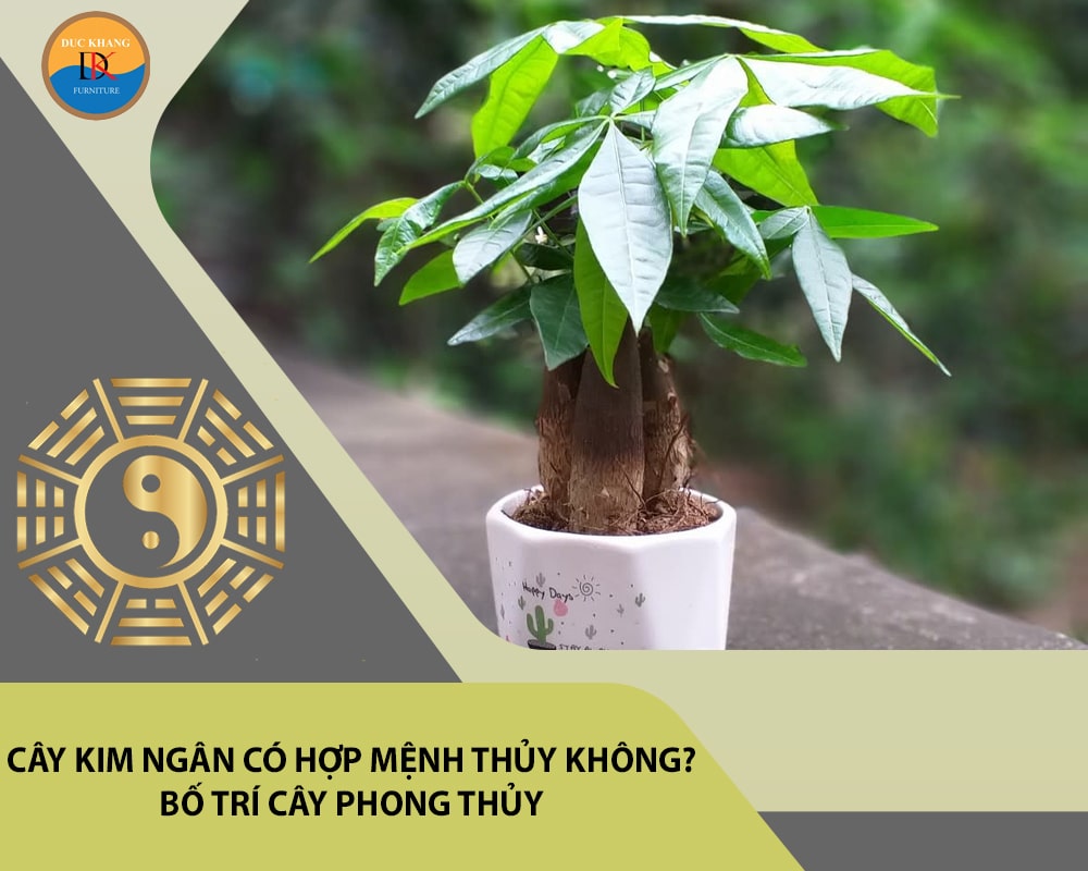 Cây kim ngân có hợp mệnh Thủy không? Bố trí cây phong thủy