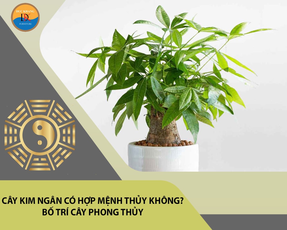 Cây kim ngân có hợp mệnh Thủy không? Bố trí cây phong thủy