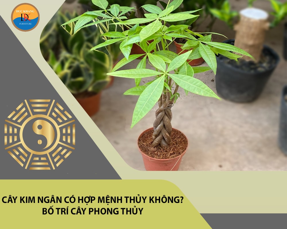 Cây kim ngân có hợp mệnh Thủy không? Bố trí cây phong thủy