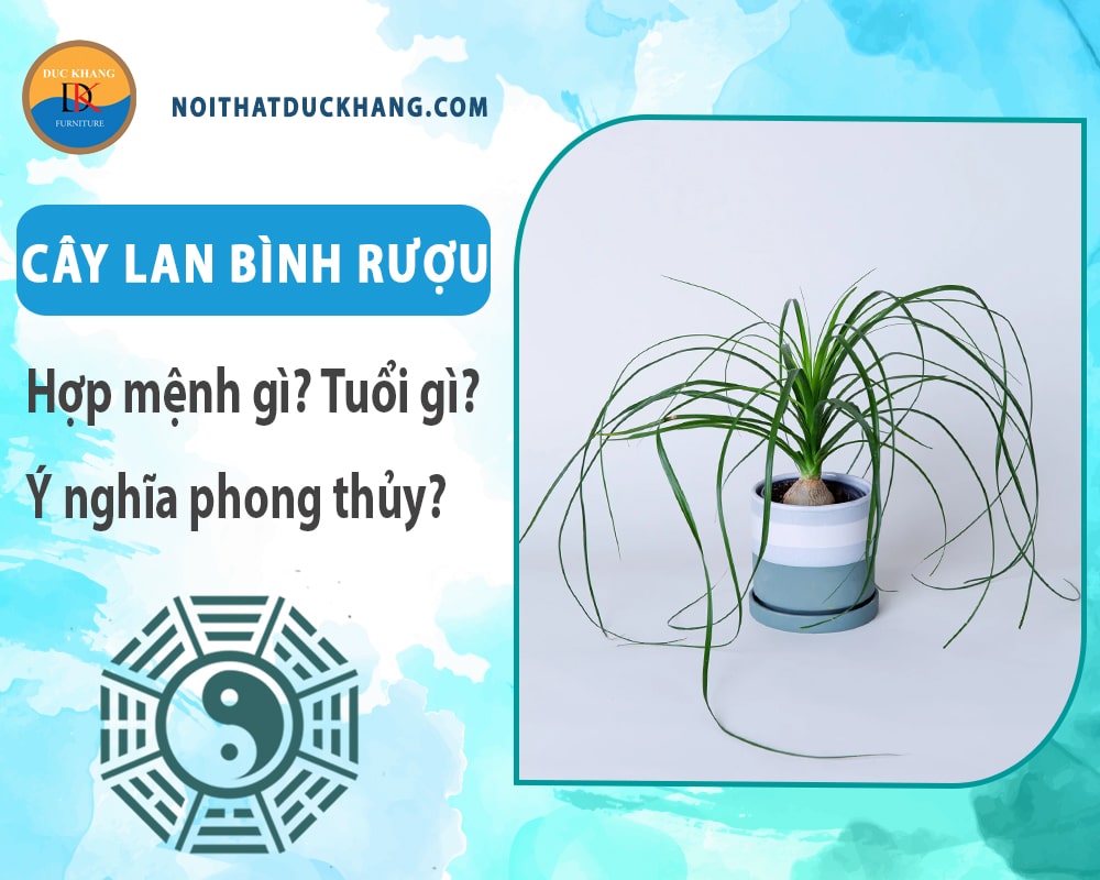 Cây lan bình rượu hợp mệnh gì? Tuổi gì? Ý nghĩa phong thủy?