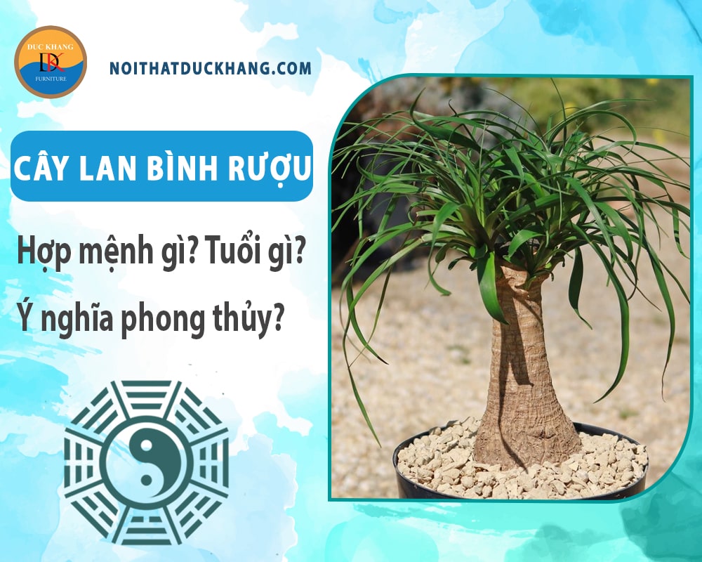 Cây lan bình rượu hợp mệnh gì? Tuổi gì? Ý nghĩa phong thủy?