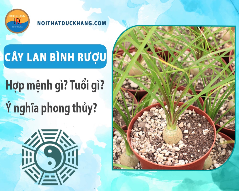 Cây lan bình rượu hợp mệnh gì? Tuổi gì? Ý nghĩa phong thủy?