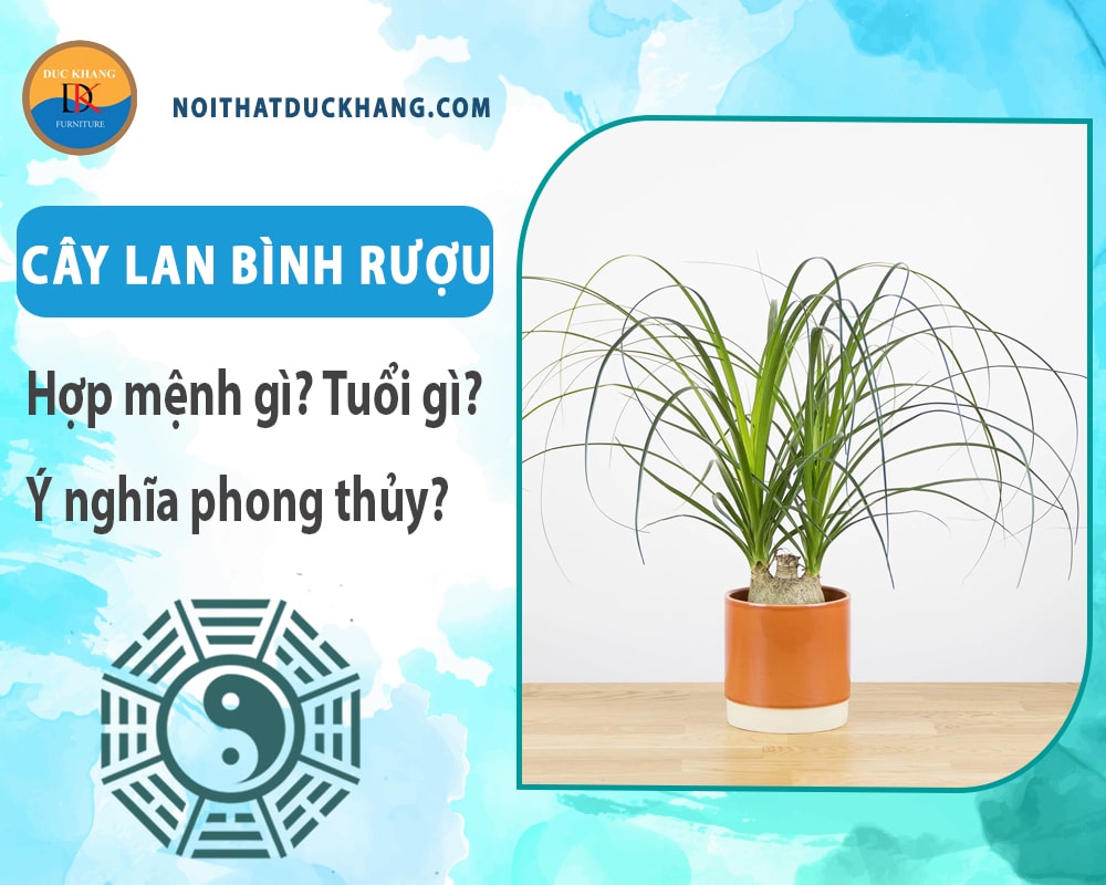 Cây lan bình rượu hợp mệnh gì? Tuổi gì? Ý nghĩa phong thủy?