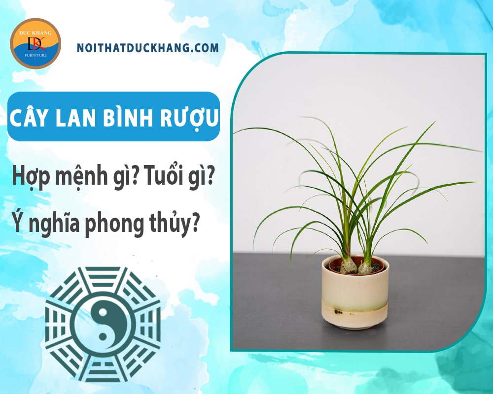 Cây lan bình rượu hợp mệnh gì? Tuổi gì? Ý nghĩa phong thủy?