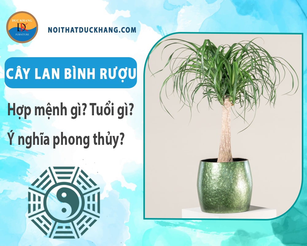 Cây lan bình rượu hợp mệnh gì? Tuổi gì? Ý nghĩa phong thủy?