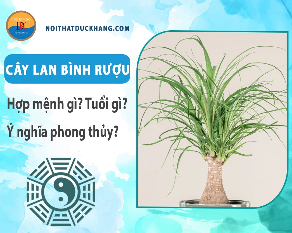 Cây lan bình rượu hợp mệnh gì? Tuổi gì? Ý nghĩa phong thủy?