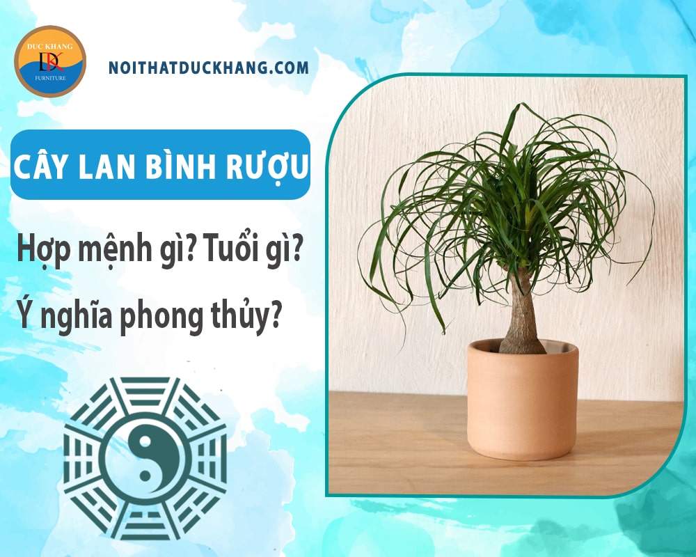 Cây lan bình rượu hợp mệnh gì? Tuổi gì? Ý nghĩa phong thủy?