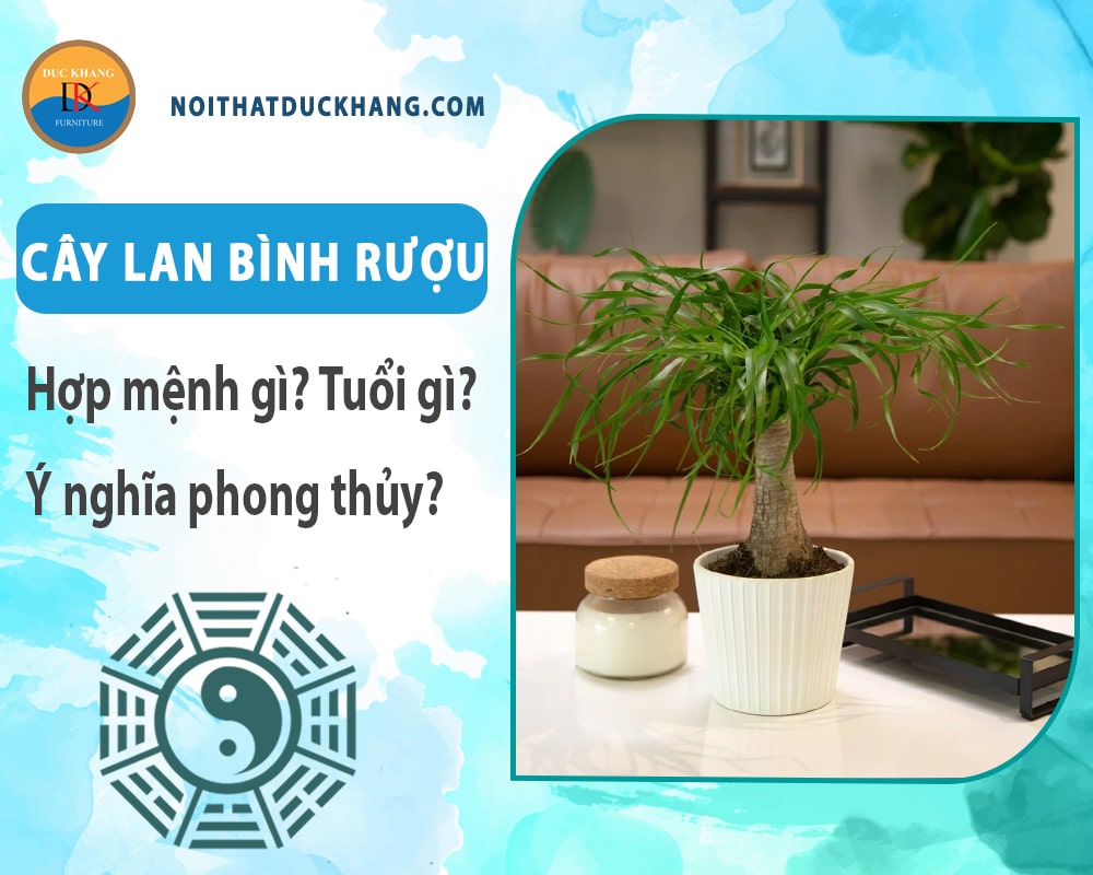 Cây lan bình rượu hợp mệnh gì? Tuổi gì? Ý nghĩa phong thủy?