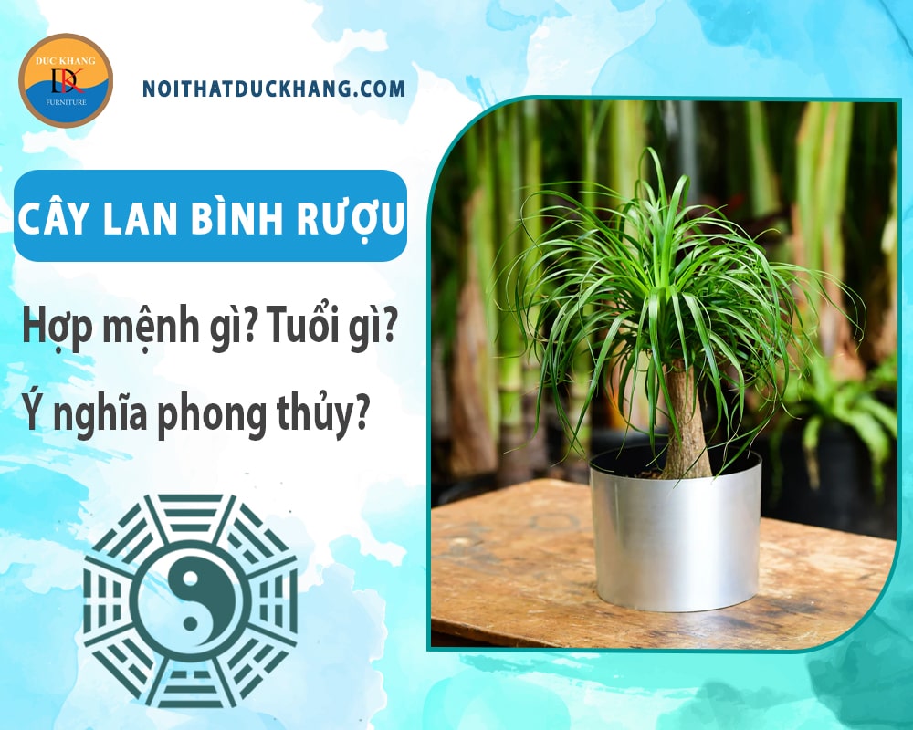 Cây lan bình rượu hợp mệnh gì? Tuổi gì? Ý nghĩa phong thủy?