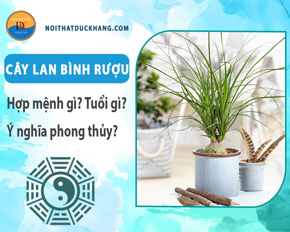 Cây lan bình rượu hợp mệnh gì? Tuổi gì? Ý nghĩa phong thủy?