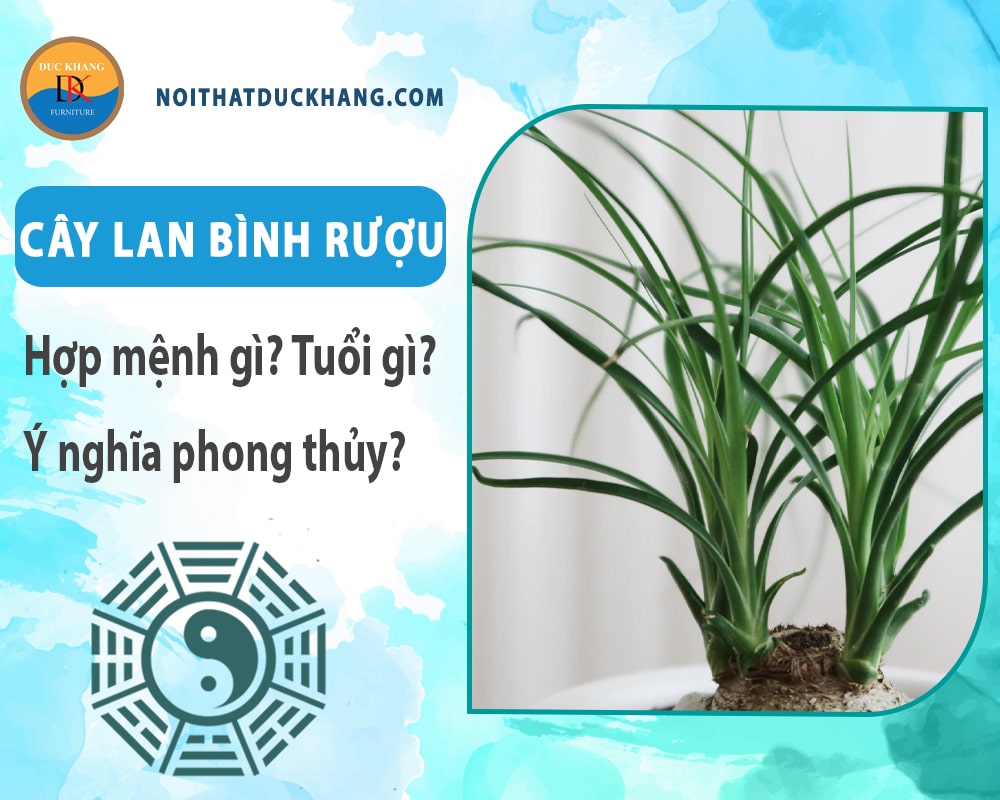 Cây lan bình rượu hợp mệnh gì? Tuổi gì? Ý nghĩa phong thủy?