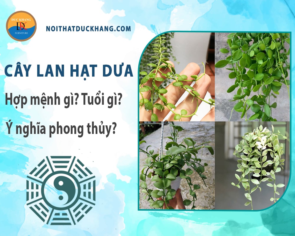 Cây lan hạt dưa hợp mệnh gì? Tuổi gì? Ý nghĩa phong thủy?