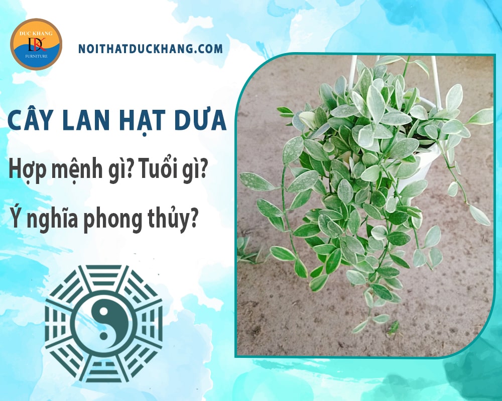 Cây lan hạt dưa hợp mệnh gì? Tuổi gì? Ý nghĩa phong thủy? Cây lan hạt dưa hợp mệnh gì? Tuổi gì? Ý nghĩa phong thủy?
