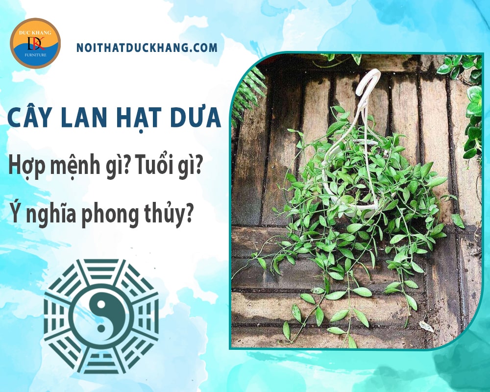 Cây lan hạt dưa hợp mệnh gì? Tuổi gì? Ý nghĩa phong thủy? Cây lan hạt dưa hợp mệnh gì? Tuổi gì? Ý nghĩa phong thủy?
