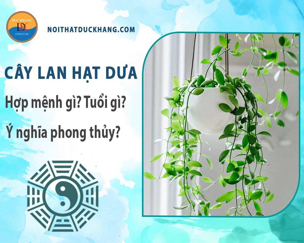 Cây lan hạt dưa hợp mệnh gì? Tuổi gì? Ý nghĩa phong thủy? Cây lan hạt dưa hợp mệnh gì? Tuổi gì? Ý nghĩa phong thủy?