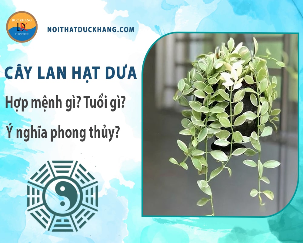 Cây lan hạt dưa hợp mệnh gì? Tuổi gì? Ý nghĩa phong thủy? Cây lan hạt dưa hợp mệnh gì? Tuổi gì? Ý nghĩa phong thủy?