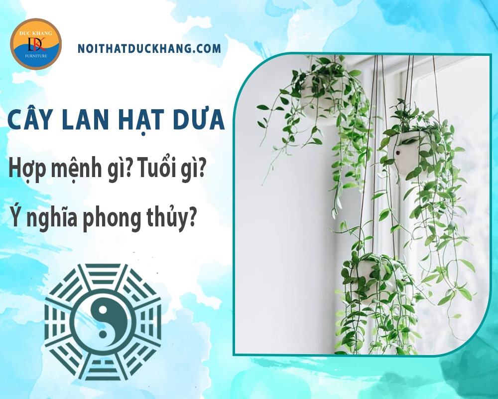 Cây lan hạt dưa hợp mệnh gì? Tuổi gì? Ý nghĩa phong thủy? Cây lan hạt dưa hợp mệnh gì? Tuổi gì? Ý nghĩa phong thủy?