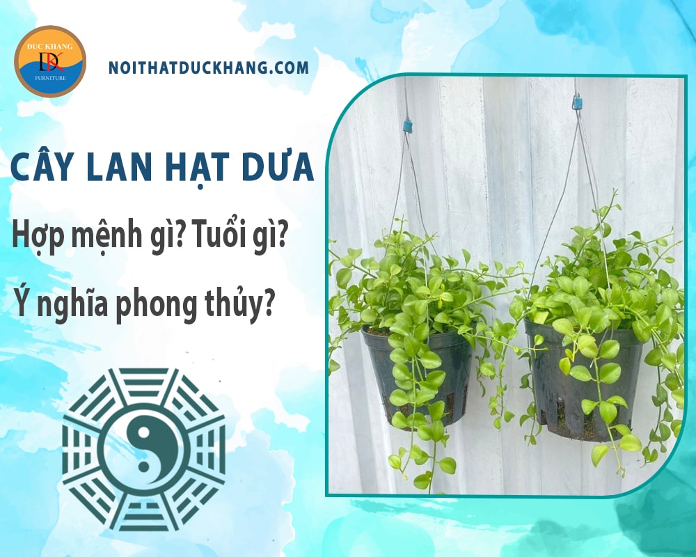 Cây lan hạt dưa hợp mệnh gì? Tuổi gì? Ý nghĩa phong thủy? Cây lan hạt dưa hợp mệnh gì? Tuổi gì? Ý nghĩa phong thủy?