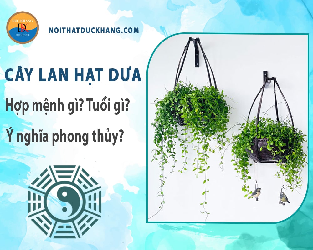 Cây lan hạt dưa hợp mệnh gì? Tuổi gì? Ý nghĩa phong thủy? Cây lan hạt dưa hợp mệnh gì? Tuổi gì? Ý nghĩa phong thủy?