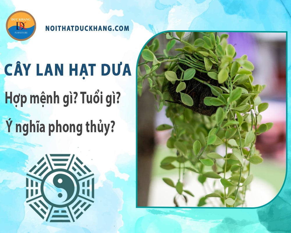 Cây lan hạt dưa hợp mệnh gì? Tuổi gì? Ý nghĩa phong thủy? Cây lan hạt dưa hợp mệnh gì? Tuổi gì? Ý nghĩa phong thủy?