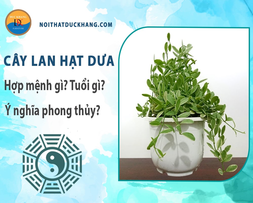 Cây lan hạt dưa hợp mệnh gì? Tuổi gì? Ý nghĩa phong thủy? Cây lan hạt dưa hợp mệnh gì? Tuổi gì? Ý nghĩa phong thủy?