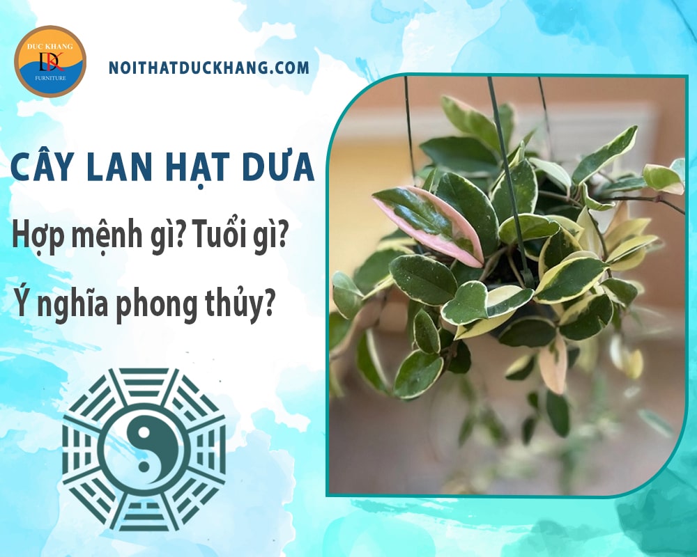 Cây lan hạt dưa hợp mệnh gì? Tuổi gì? Ý nghĩa phong thủy? Cây lan hạt dưa hợp mệnh gì? Tuổi gì? Ý nghĩa phong thủy?