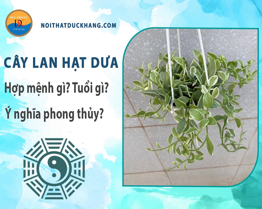 Cây lan hạt dưa hợp mệnh gì? Tuổi gì? Ý nghĩa phong thủy? Cây lan hạt dưa hợp mệnh gì? Tuổi gì? Ý nghĩa phong thủy?