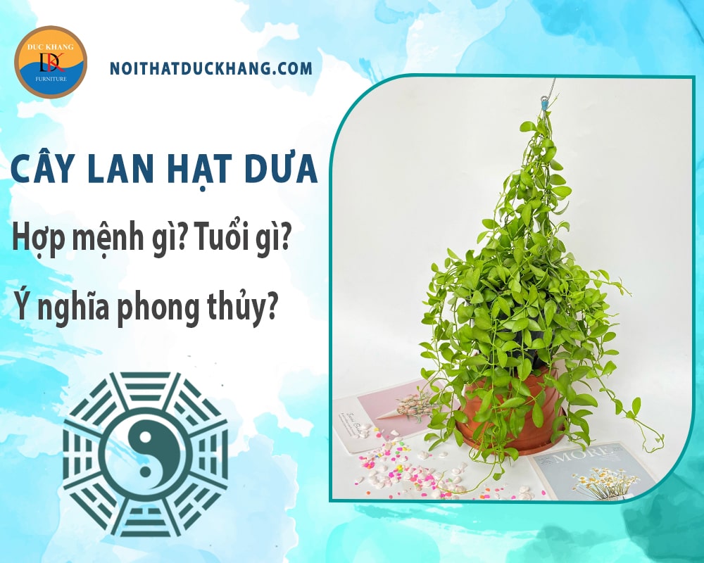 Cây lan hạt dưa hợp mệnh gì? Tuổi gì? Ý nghĩa phong thủy? Cây lan hạt dưa hợp mệnh gì? Tuổi gì? Ý nghĩa phong thủy?