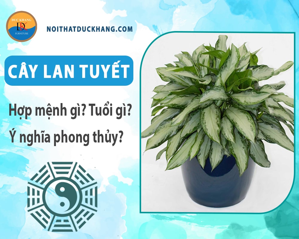 Cây Lan tuyết hợp mệnh gì? Tuổi gì? Ý nghĩa phong thủy?