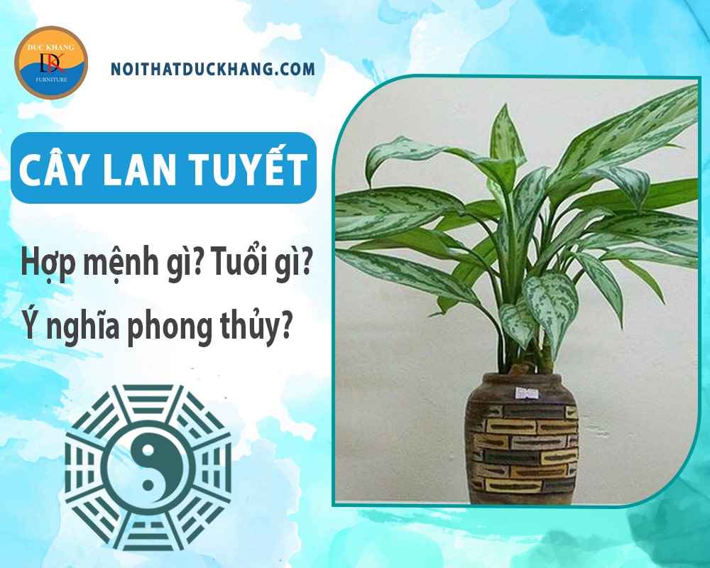 Cây Lan tuyết hợp mệnh gì? Tuổi gì? Ý nghĩa phong thủy?