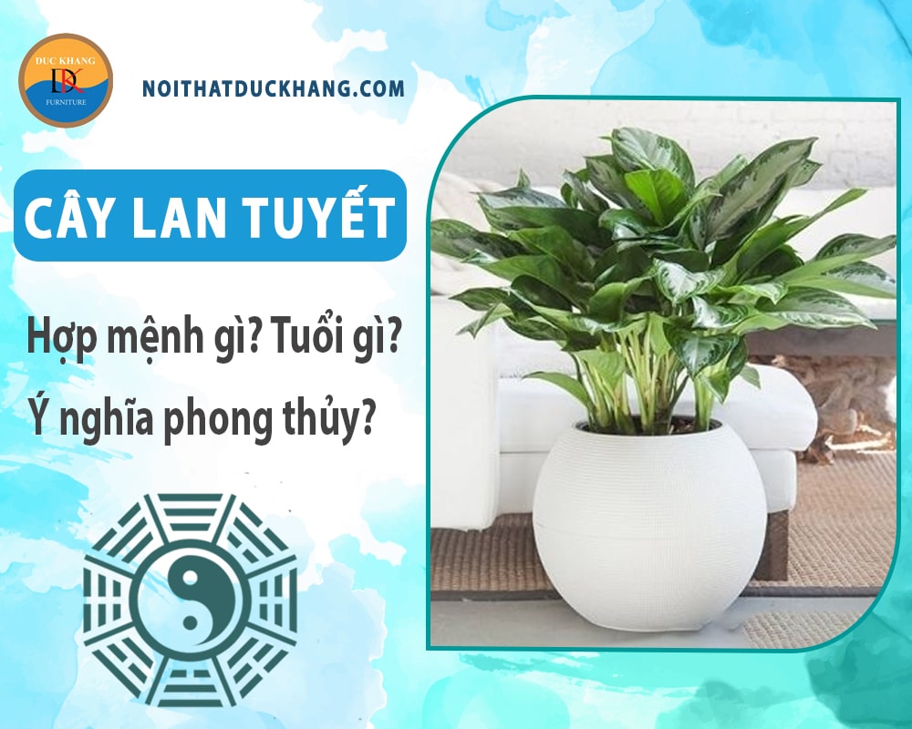 Cây Lan tuyết hợp mệnh gì? Tuổi gì? Ý nghĩa phong thủy?