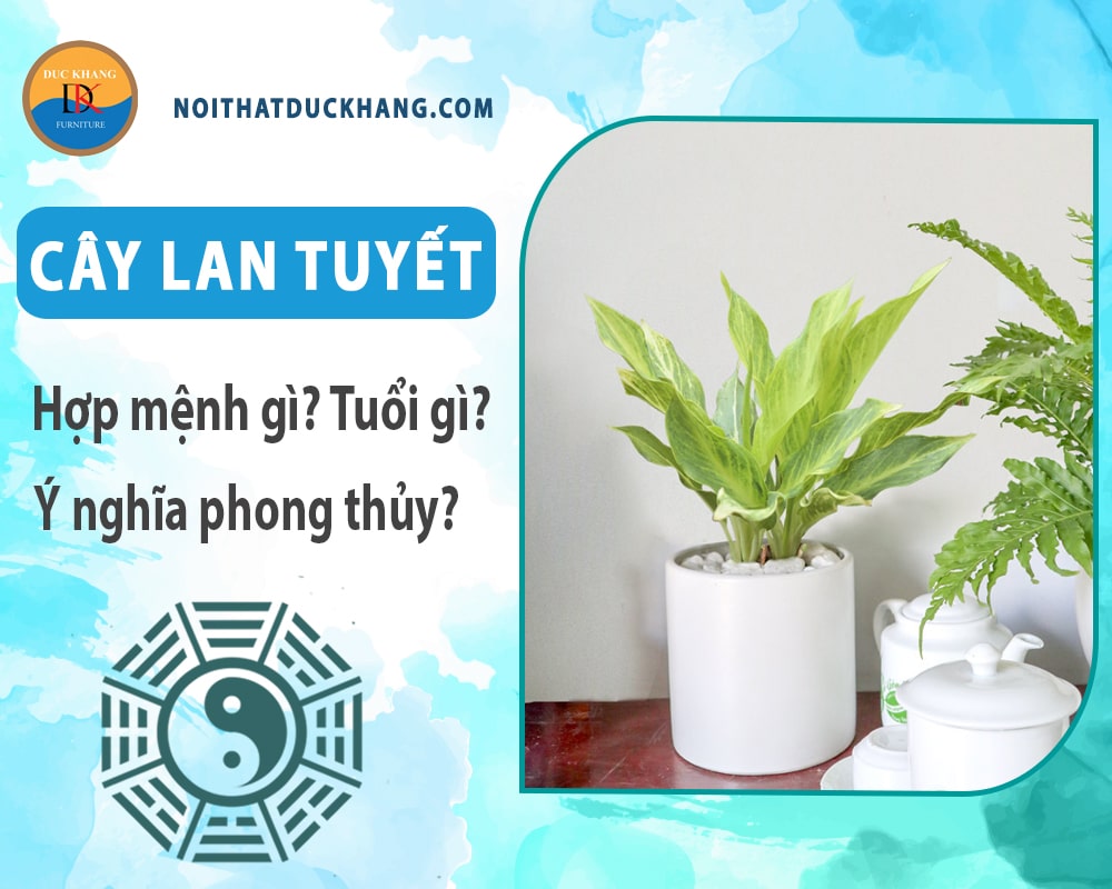 Cây Lan tuyết hợp mệnh gì? Tuổi gì? Ý nghĩa phong thủy?