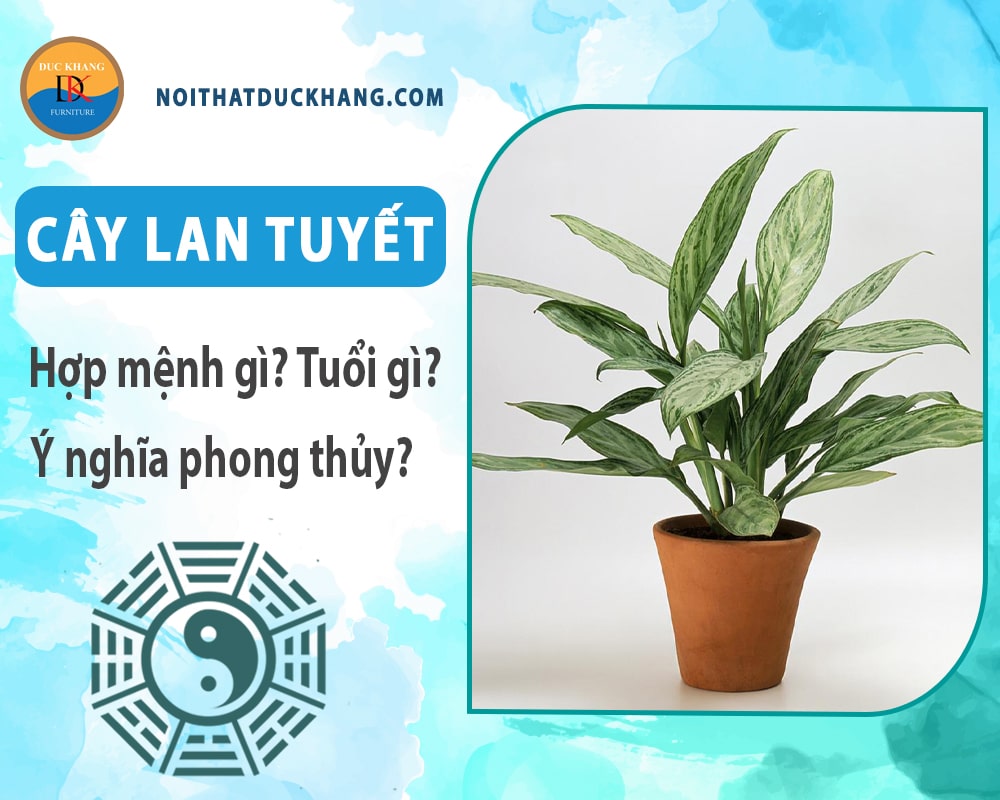 Cây Lan tuyết hợp mệnh gì? Tuổi gì? Ý nghĩa phong thủy?