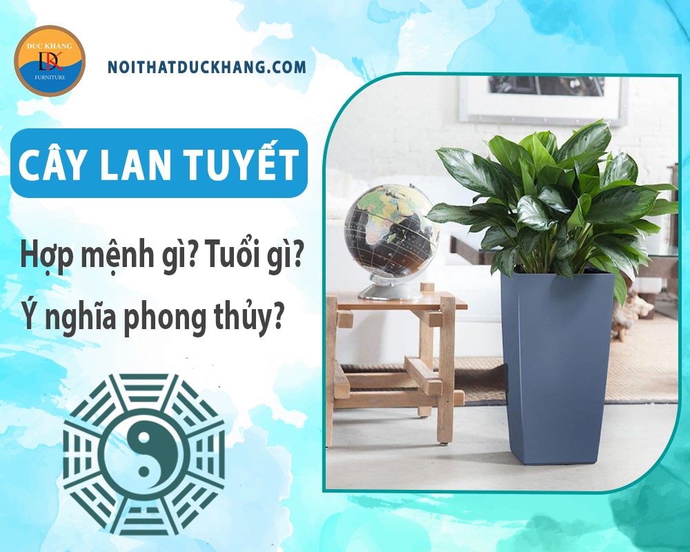 Cây Lan tuyết hợp mệnh gì? Tuổi gì? Ý nghĩa phong thủy?