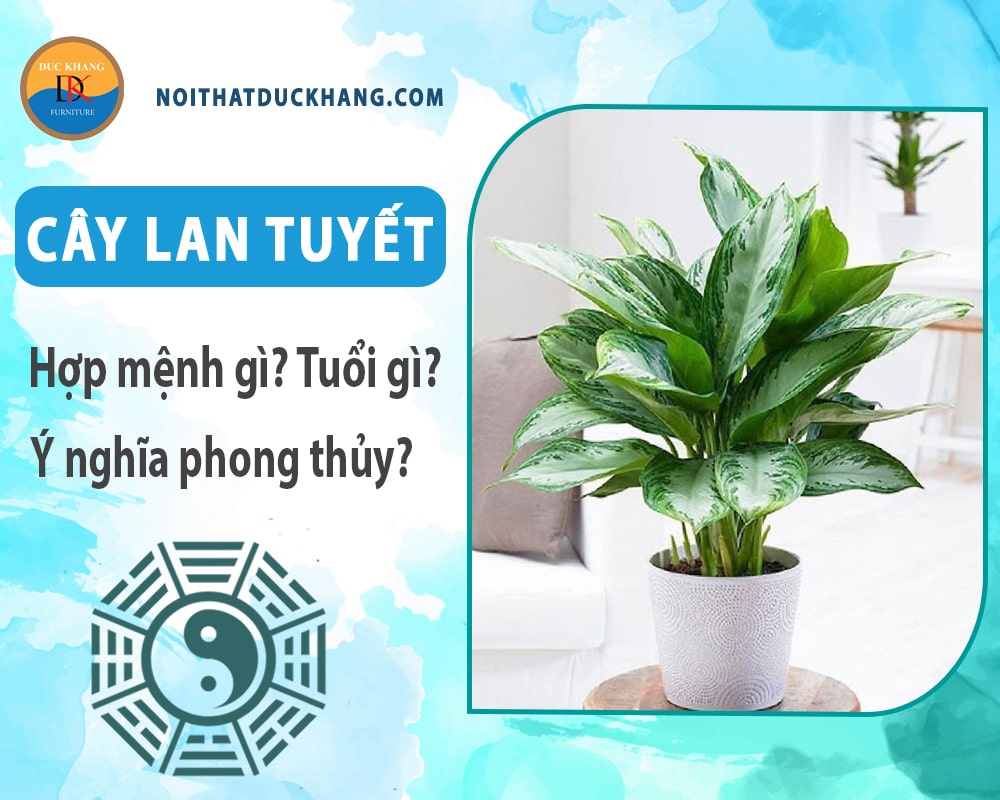 Cây Lan tuyết hợp mệnh gì? Tuổi gì? Ý nghĩa phong thủy?