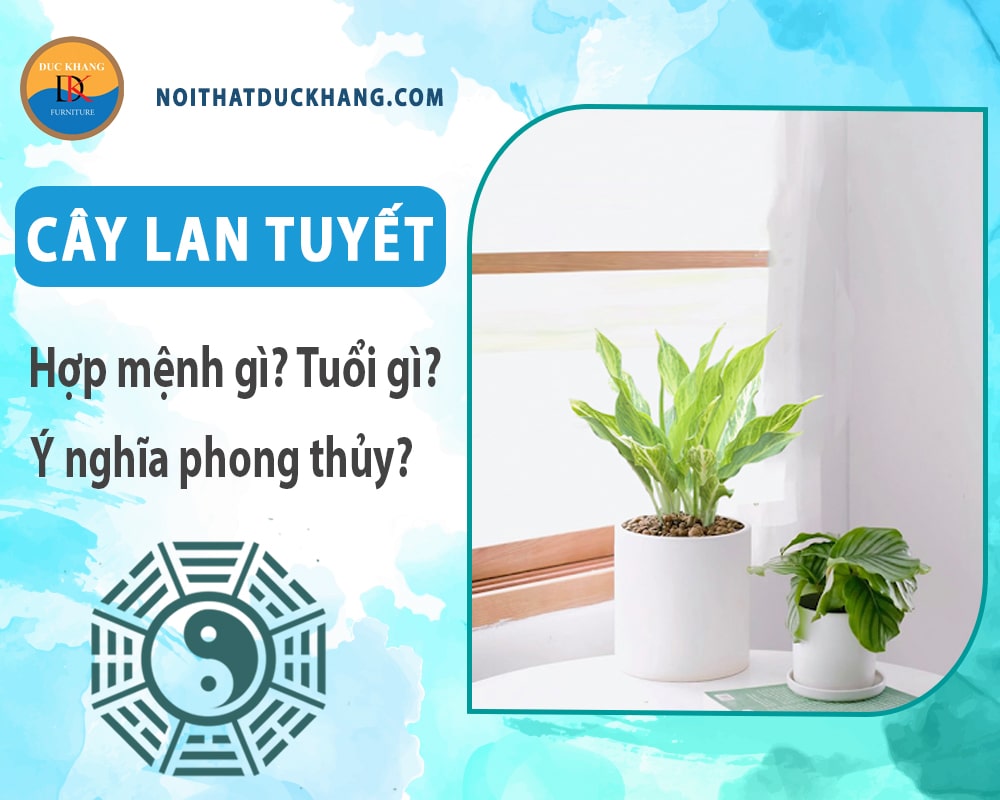 Cây Lan tuyết hợp mệnh gì? Tuổi gì? Ý nghĩa phong thủy?