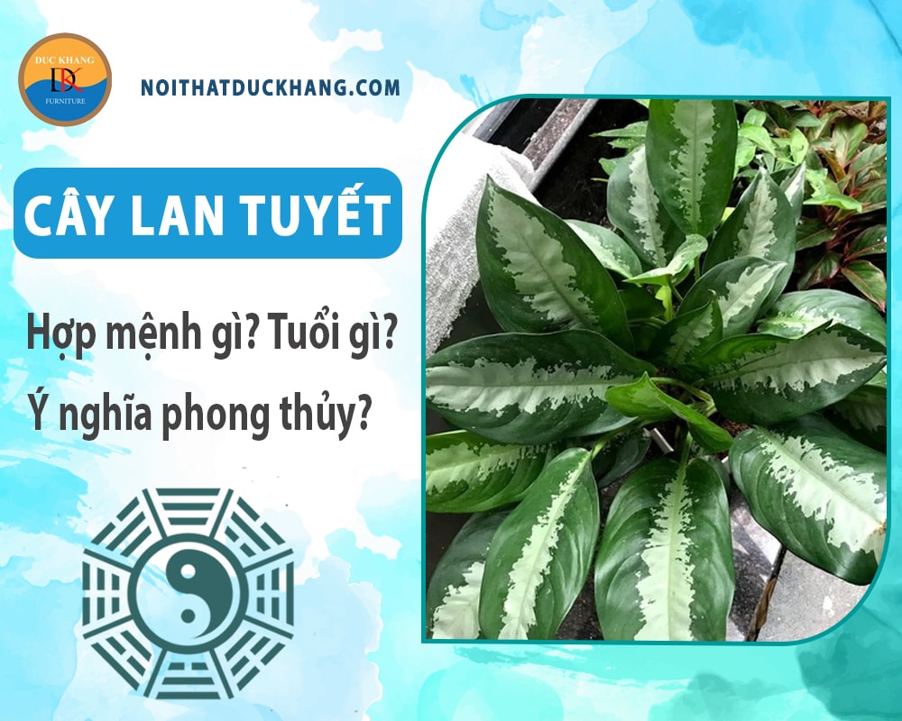 Cây Lan tuyết hợp mệnh gì? Tuổi gì? Ý nghĩa phong thủy?