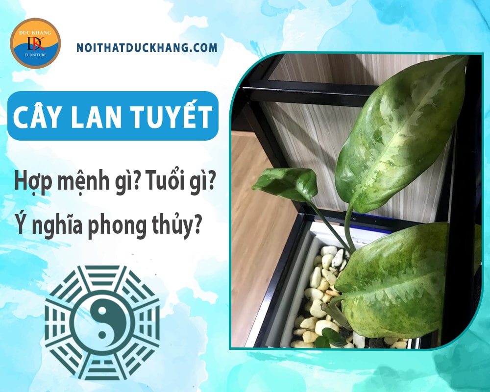 Cây Lan tuyết hợp mệnh gì? Tuổi gì? Ý nghĩa phong thủy?