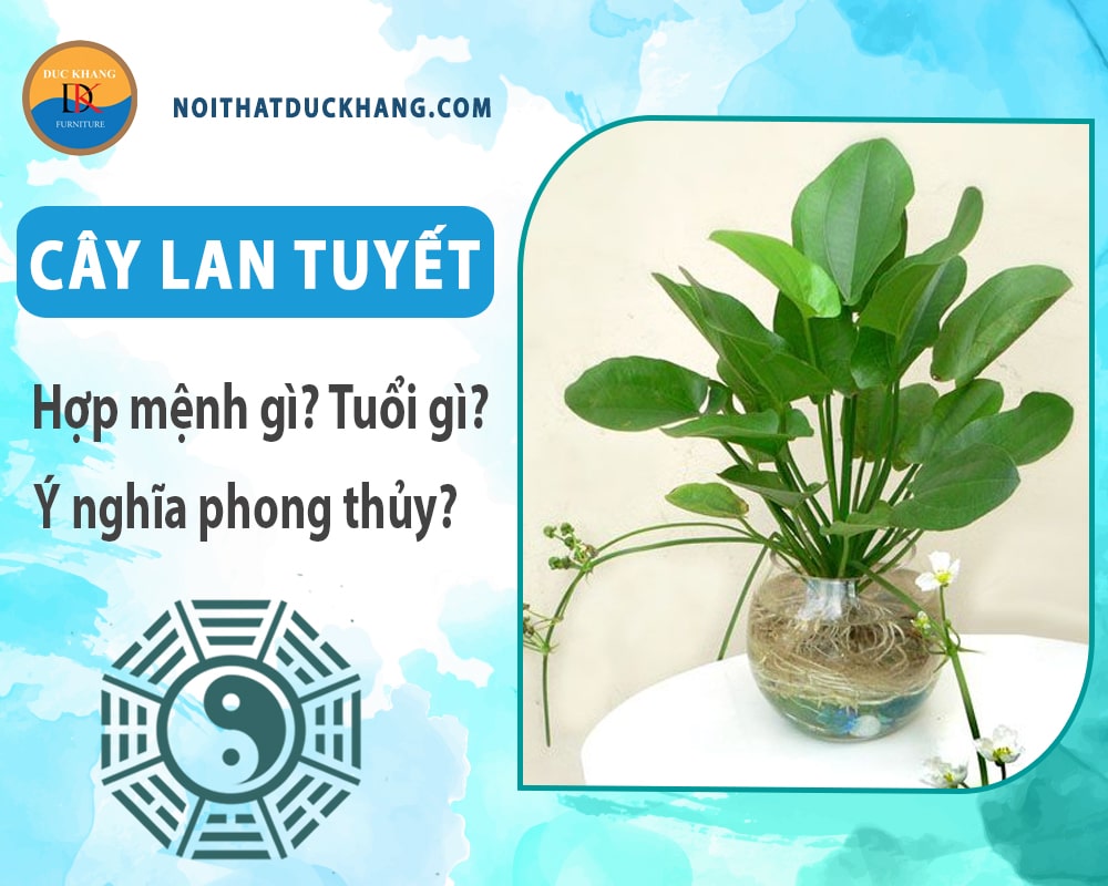 Cây Lan tuyết hợp mệnh gì? Tuổi gì? Ý nghĩa phong thủy?