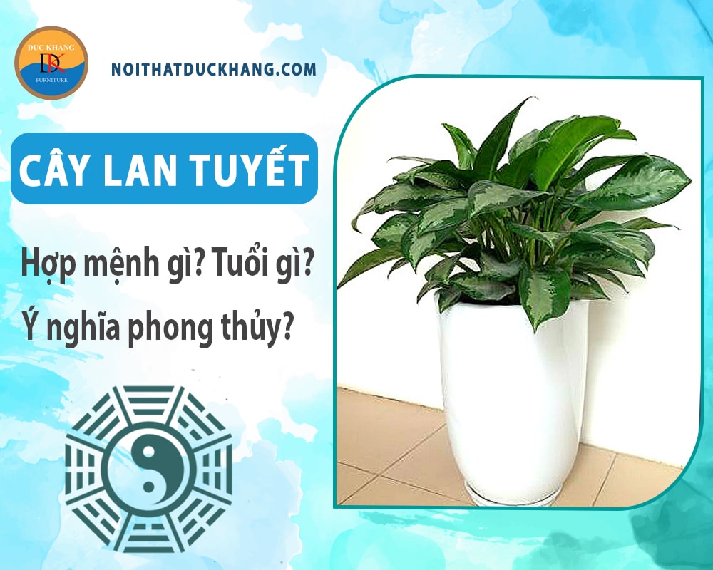 Cây Lan tuyết hợp mệnh gì? Tuổi gì? Ý nghĩa phong thủy?