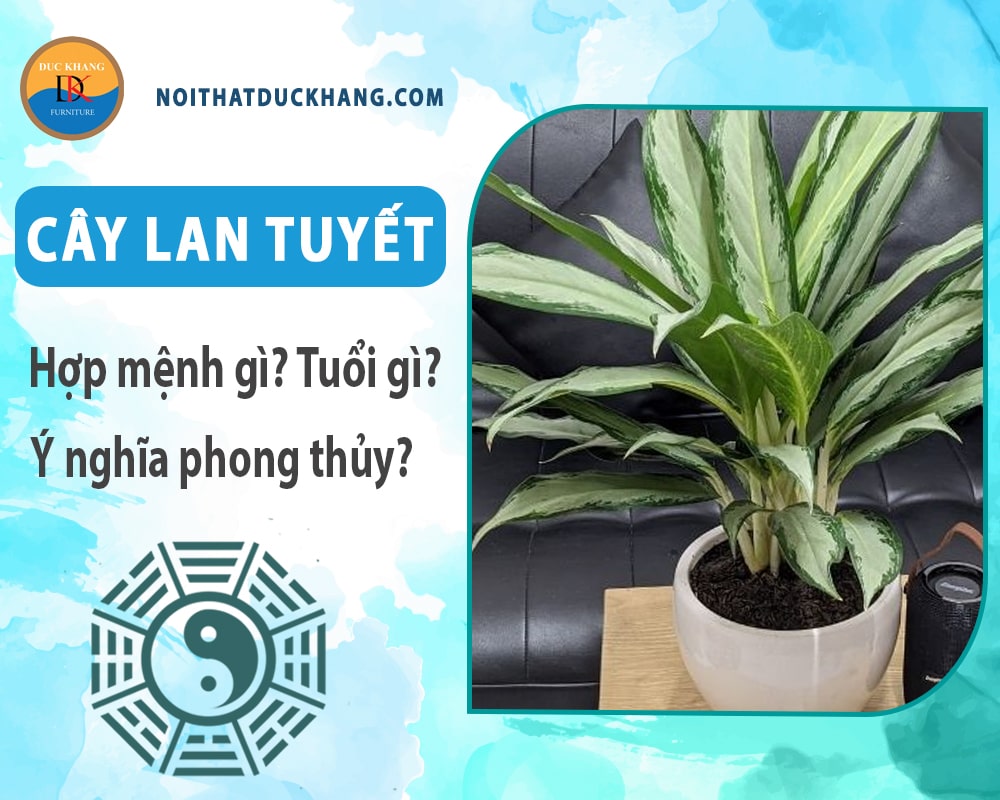 Cây Lan tuyết hợp mệnh gì? Tuổi gì? Ý nghĩa phong thủy?