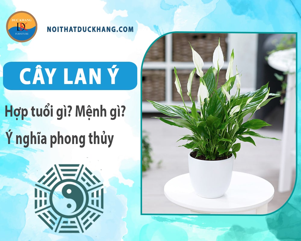 Cây lan ý hợp mệnh gì? Tuổi gì? Ý nghĩa phong thủy