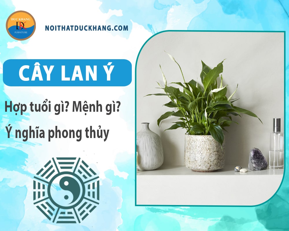 Cây lan ý hợp mệnh gì? Tuổi gì? Ý nghĩa phong thủy
