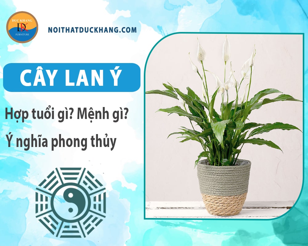 Cây lan ý hợp mệnh gì? Tuổi gì? Ý nghĩa phong thủy