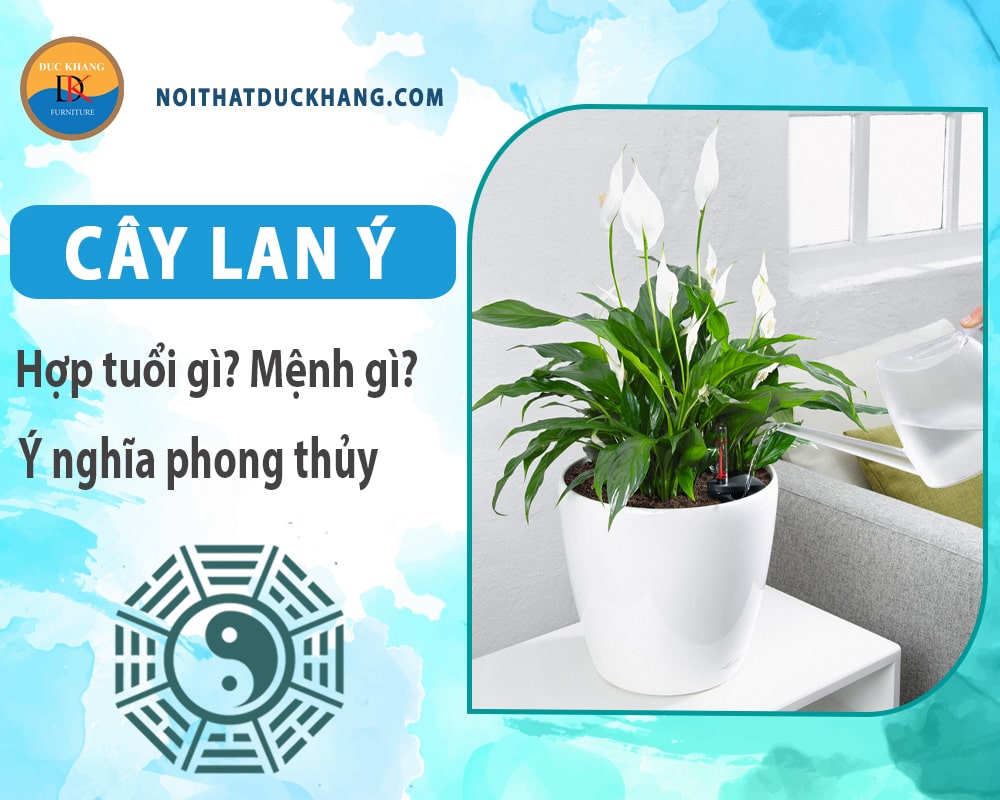 Cây lan ý hợp mệnh gì? Tuổi gì? Ý nghĩa phong thủy