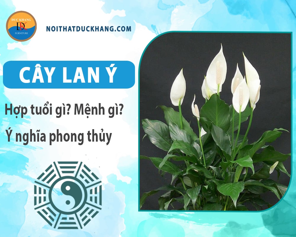 Cây lan ý hợp mệnh gì? Tuổi gì? Ý nghĩa phong thủy