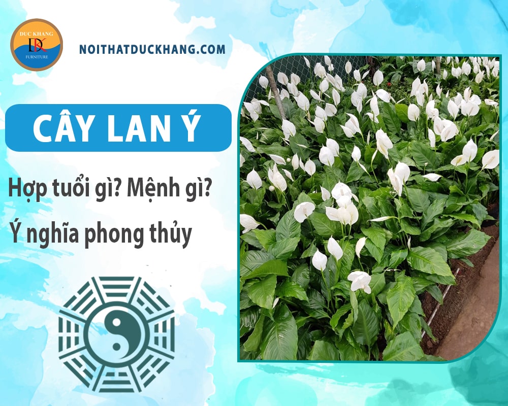 Cây lan ý hợp mệnh gì? Tuổi gì? Ý nghĩa phong thủy