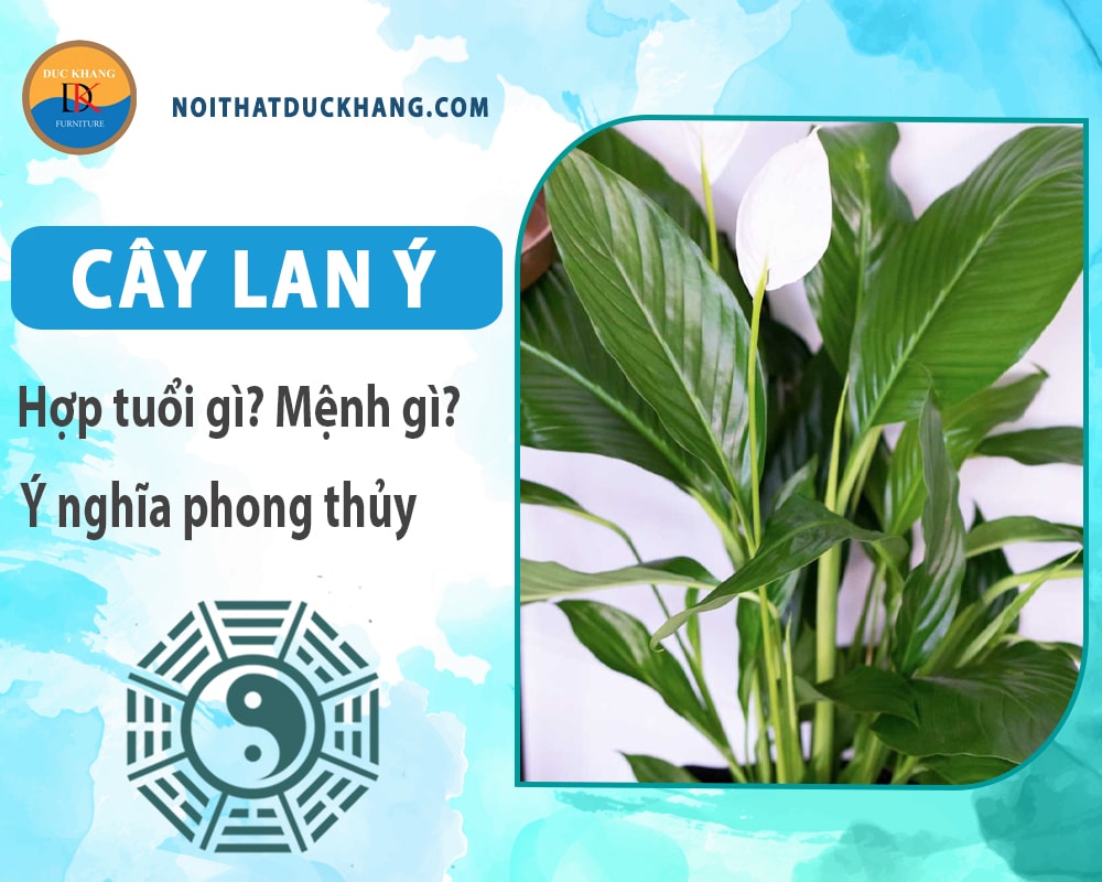 Cây lan ý hợp mệnh gì? Tuổi gì? Ý nghĩa phong thủy