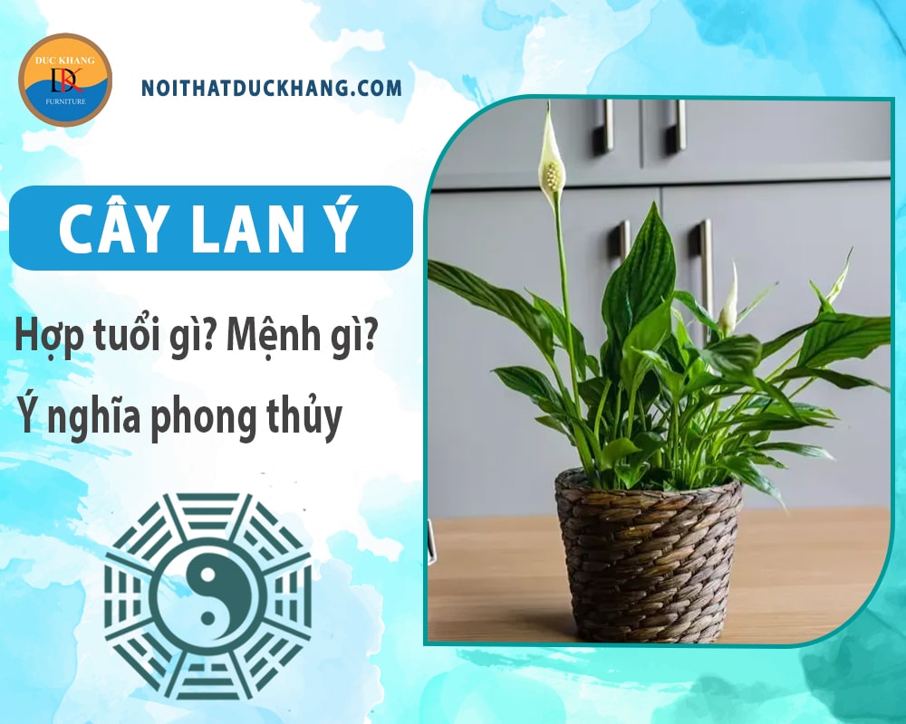 Cây lan ý hợp mệnh gì? Tuổi gì? Ý nghĩa phong thủy