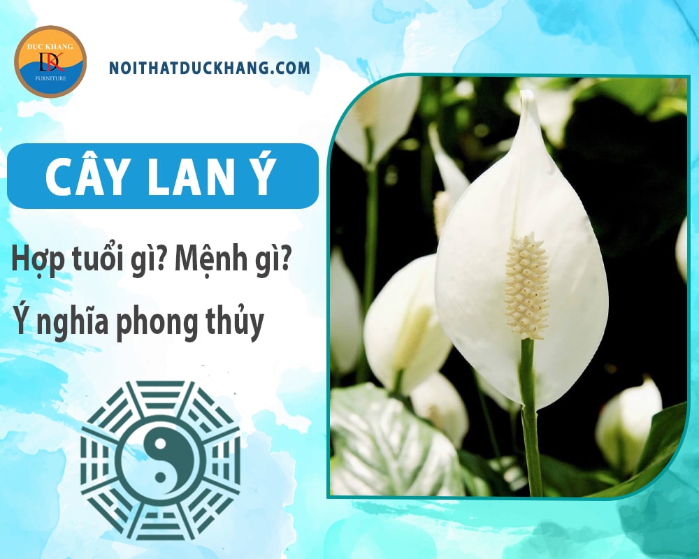 Cây lan ý hợp mệnh gì? Tuổi gì? Ý nghĩa phong thủy